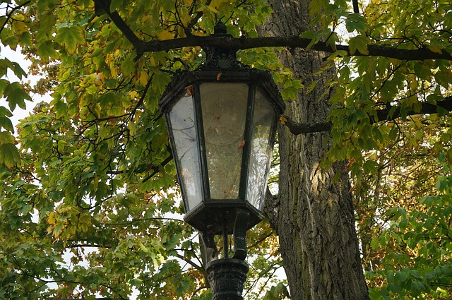 lampa u stromu
