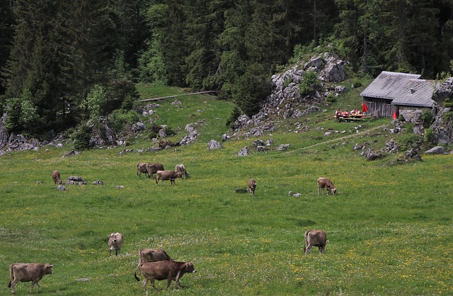 pole a krávy